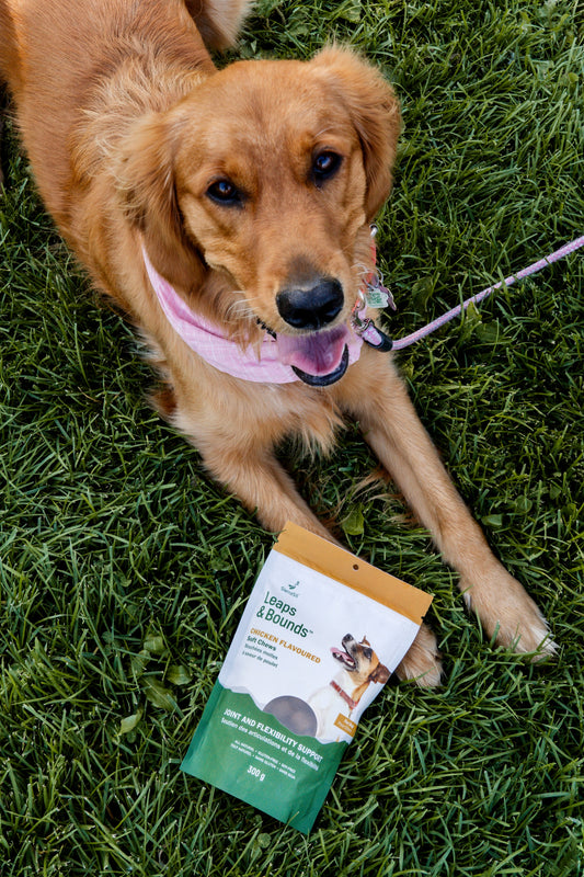 SierraSil Leaps & Bounds: The Ultimate Dog Joint Support Chews